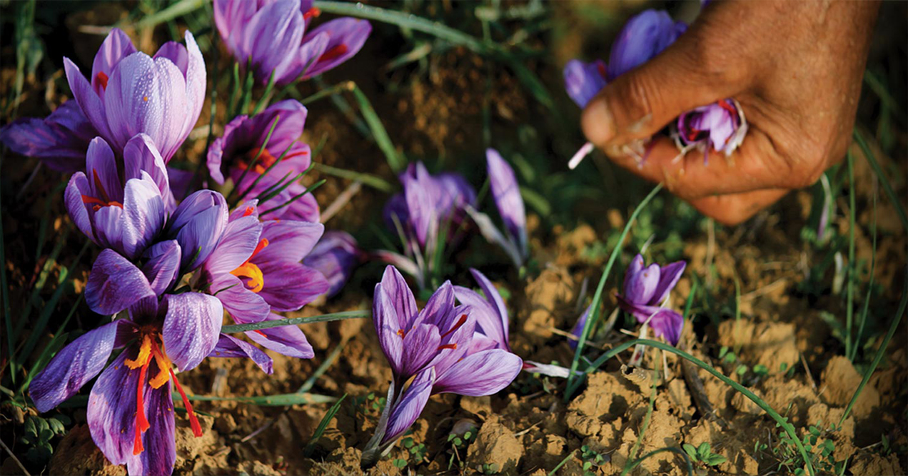 Nhụy hoa nghệ tây - Saffron có thật sự thần thánh không mà chị em nào cũng rủ nhau mua về làm đẹp?